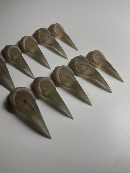 Cat's Claw